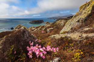 Goat Rock and flowers-3343